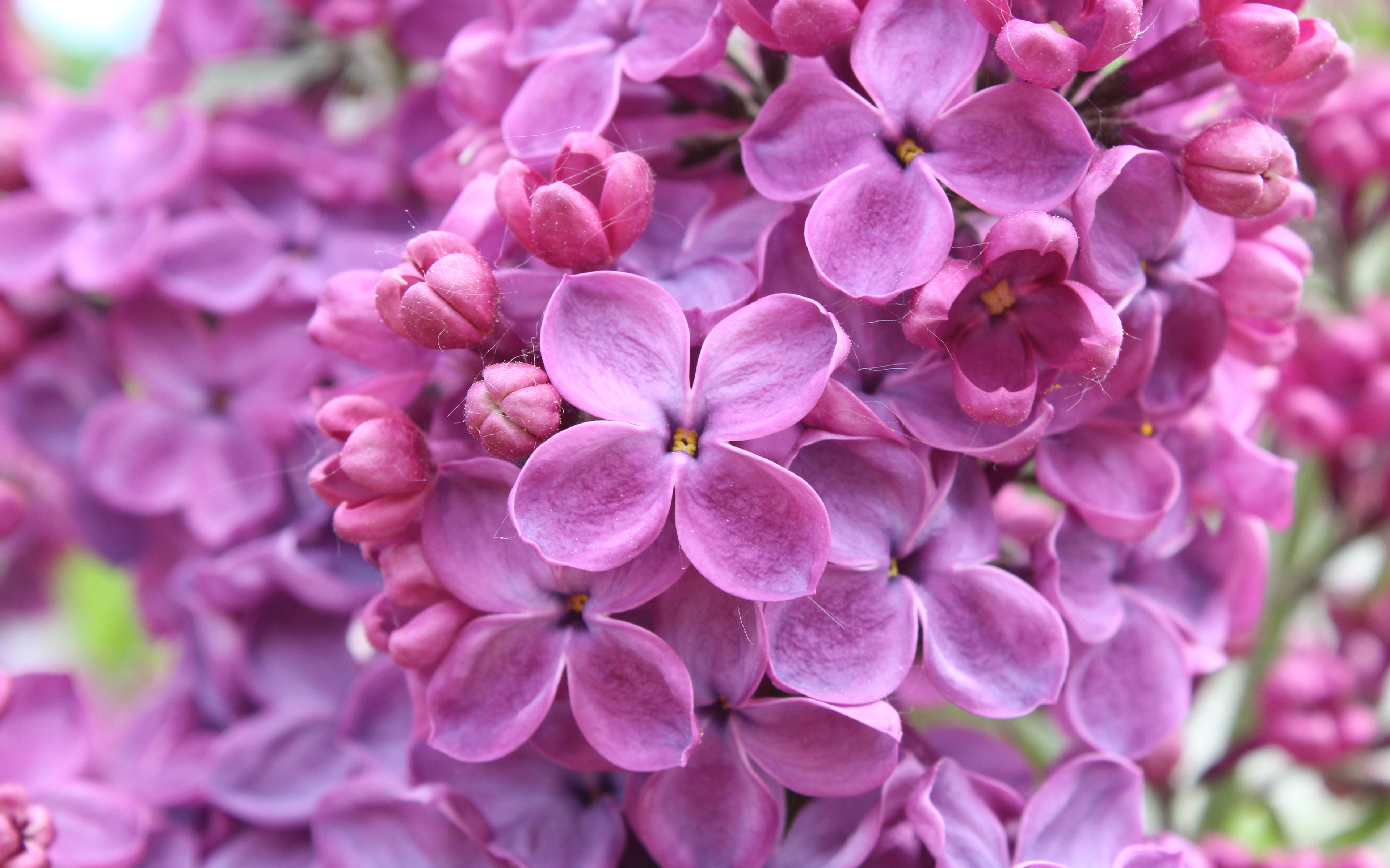 Purple Lilac Flowers602813024